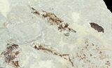 Bargain, Pair of Cretaceous Fossil Fish - Lebanon #70023-3